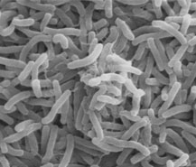 bacteriee