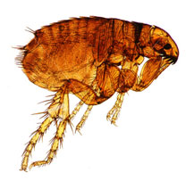 flea