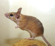 mouse