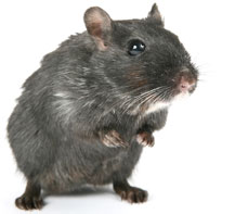 rat