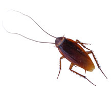 roach