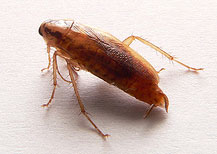 roach